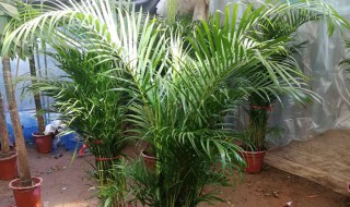 夏天养什么绿植比较好室内（夏天适合养的植物）