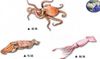 八爪鱼和鱿鱼的区别（八爪鱼和章鱼的区别）