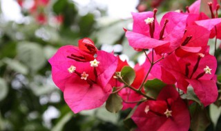 三角梅怎么养才开花好（三角梅不开花是什么原因?）