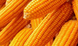 玉米靠什么传播种子 植物传播方法100种