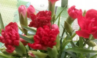 红色康乃馨花语（红色康乃馨花语代表什么意思）