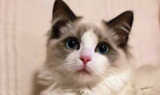 做梦梦见猫 做梦梦见猫是什么征兆