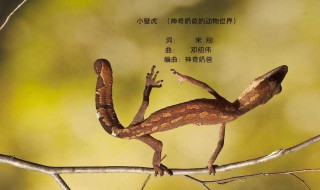 女人见到壁虎什么预兆 壁虎进宅无事不来