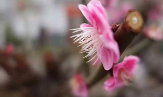 花朝节是农历哪一天 新洲花朝节是农历哪一天