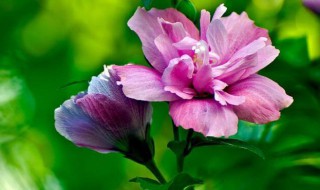 木槿花怎么养 木槿花怎么养护?花期多长时间