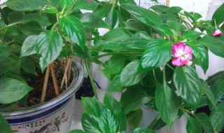 玻璃翠花怎么养（重瓣玻璃翠花怎么养）