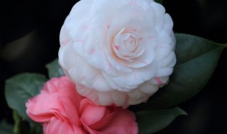 山茶花怎么养（山茶花怎么养比较好）