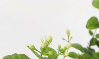 茉莉怎么养 茉莉花树怎么养