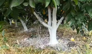 果树涂白的作用是什么 果树涂白有什么作用