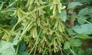 大豆的种植技术和方法 大豆的种植技术和方法视频