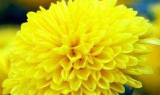 菊花代表什么花语（菊花有什么花语）
