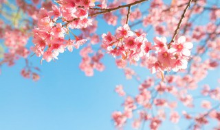 樱花的寓意（纹身樱花的寓意）