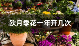 欧月季花一年开几次 欧月月季什么时候开花