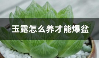 玉露怎么养才能爆盆（玉露爆盆了用不用换盆）