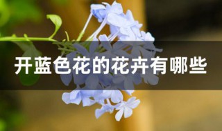 开蓝色花的花卉有哪些（开蓝色花的盆栽花卉）