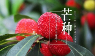 芒种时间要干什么（芒种的时候要干什么）