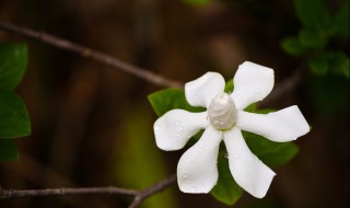 栀子花如何浇水（栀子花如何浇水浇什么水）