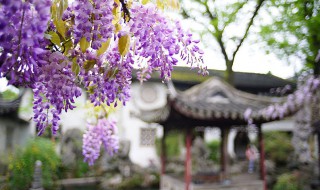紫藤花的特点（紫藤花的特点和资料）