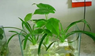 水植花卉有什么（水植花卉有什么作用）