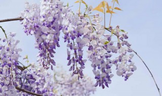 紫藤花和紫槐花的区别 紫藤花和槐花一样吗