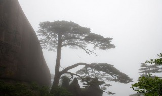 迎客松是什么松树（迎客松是什么松树品种）