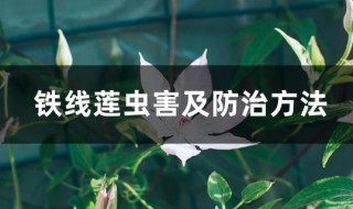 铁线莲病虫害及解决方法 铁线莲病害防治