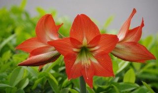 朱顶红开完花从哪里剪 朱顶红开完花从哪里剪叶子