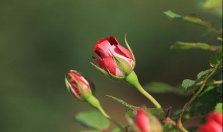月季花的品种（月季花的品种及图片）