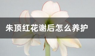 朱顶红花谢后怎么养护 洋朱顶红花后养护