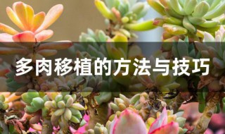 多肉移植的方法与技巧（多肉移植的方法与技巧视频）