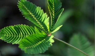 含羞草怎么养才能更旺盛（含羞草怎么养才能更旺盛呢）