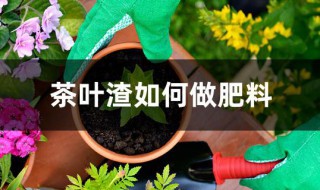 茶叶渣如何做肥料（茶叶渣如何做肥料视频）