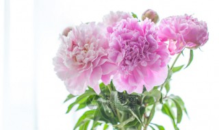 芍药插瓶怎么养（芍药插瓶怎么养护）
