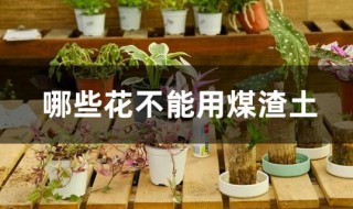 哪些花不能用煤渣土 花土里加煤渣好不好