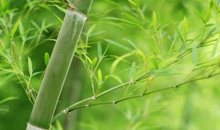 家中竹子开花了怎么办 家中竹子开花了怎么办视频