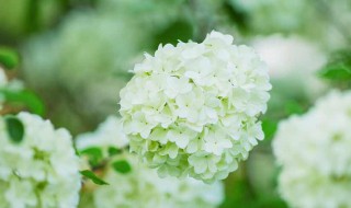 白色绣球花的花语 白色绣球花的花语是什么