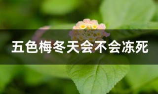 五色梅冬天会不会冻死 五色梅冬天会冻死吗