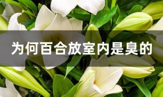 为何百合放室内是臭的（百合会臭吗）
