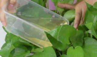 烟蒂水可以浇花驱虫吗 烟蒂水可以浇花驱虫吗