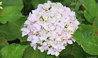 无尽夏种植用深盆还是浅盆（无尽夏种植用深盆还是浅盆）