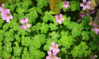 什么草会开花（什么草会开花,花是什么）