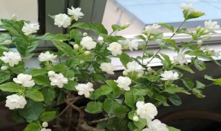 茉莉花叶子卷是什么原因（茉莉花的叶子卷起来是怎么回事）