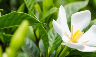 栀子花放卧室对人身体有影响吗 栀子花放卧室对人身体有影响吗