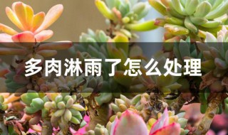多肉淋雨了怎么处理（多肉淋雨了怎么处理好）