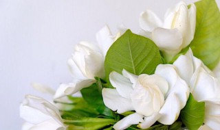 栀子花怕太阳晒吗 栀子花怕太阳晒吗茶花怕太阳晒吗