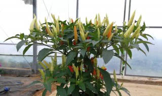 盆栽辣椒多久浇水一次（盆栽辣椒苗种植多久浇水一次）