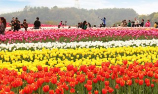 郁金香3月种植可以吗（郁金香3月种植可以吗视频）