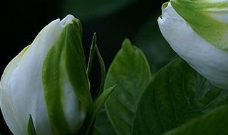 栀子花有白色的虫子怎么办（栀子花有白色的虫子怎么办图片）