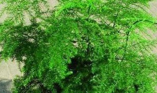 文竹新芽太长怎么办（文竹新芽太长怎么办呢）