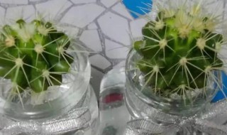 仙人球拦腰切还能活吗 仙人球拦腰切断